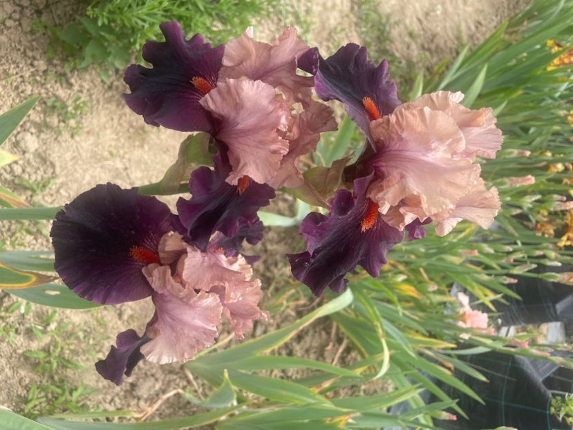 Disguise / Sutton - Iriși 2024