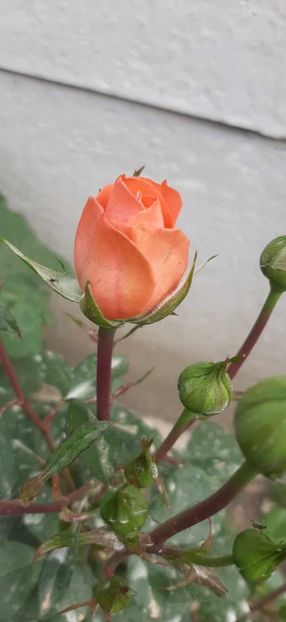 Messenger_creation_0a005b3d-c6b4-4f81-96a0-dafe51c6f155 - Trandafiri