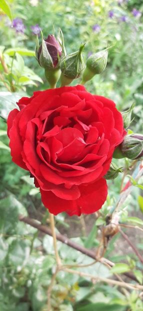 Messenger_creation_bf341fb0-c98e-41a7-a475-4666265871ba - Trandafiri