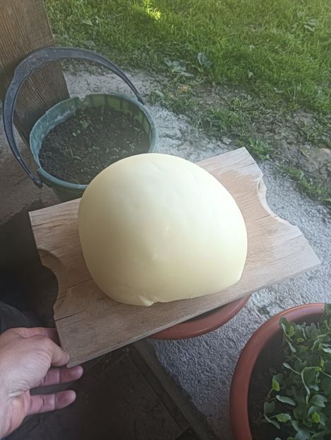 IMG20240501095804 - Turcana alba