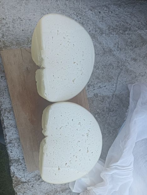 IMG20240501100320 - Turcana alba