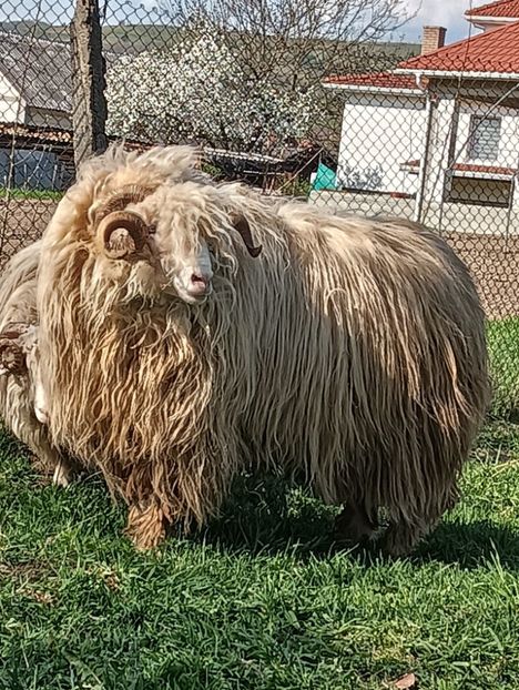 IMG20240411162452 - Turcana alba