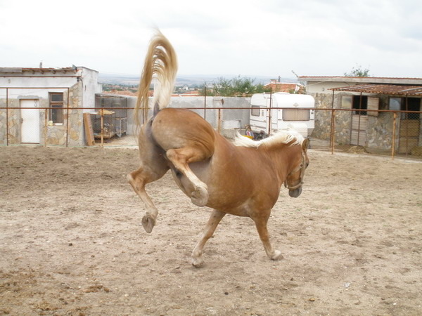 H-Shtastlivec-Picture 1867 - My horses - Haflingers