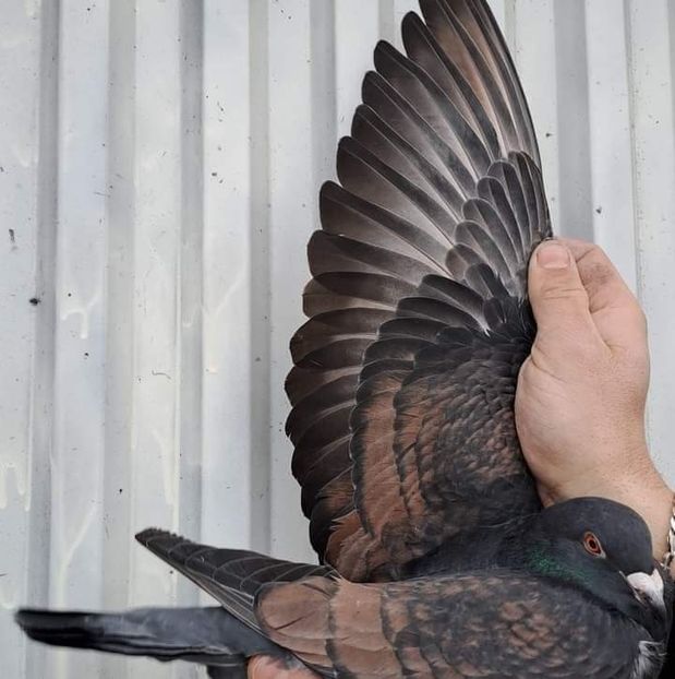  - Nu îmi aparțin 7