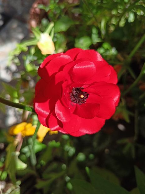 05.05.2024 - Grădina 2024 continuare 2