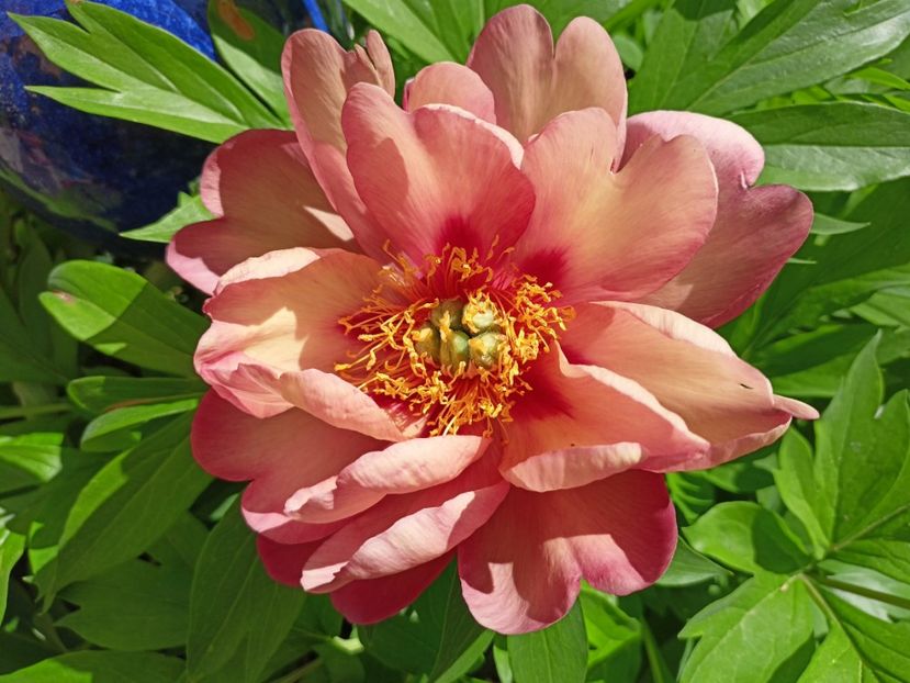 Magical Mystery Tour itoh - Grădina 2024 continuare 2