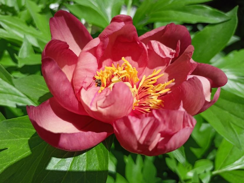  - Grădina 2024 continuare 2