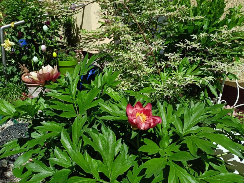  - Grădina 2024 continuare 2