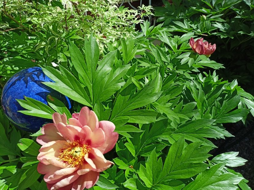  - Grădina 2024 continuare 2