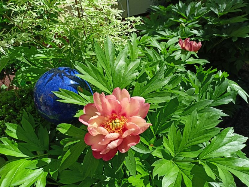 Magical Mystery Tour itoh - Grădina 2024 continuare 2