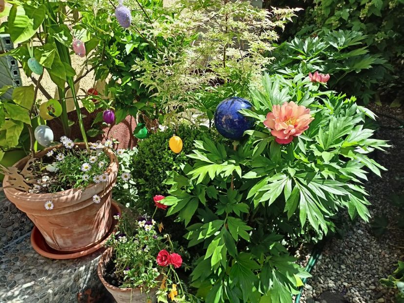  - Grădina 2024 continuare 2