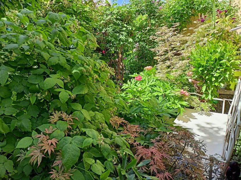  - Grădina 2024 continuare 2