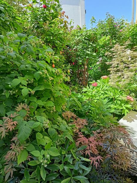  - Grădina 2024 continuare 2