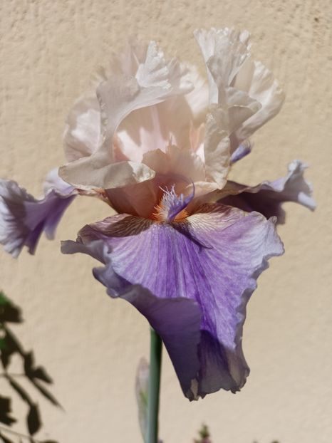 Announcement - Grădina 2024 continuare 2