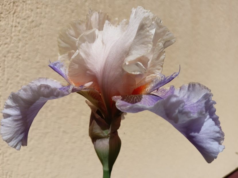  - Grădina 2024 continuare 2