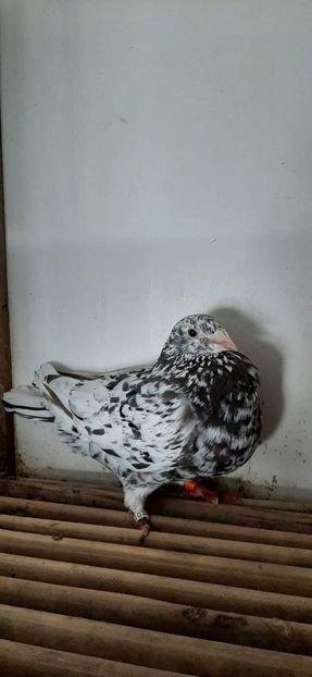  - Nu îmi aparțin 7