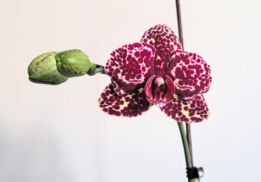 Lioulin Wild Cat - Phalaenopsis 2