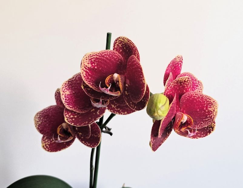  - Phalaenopsis 2