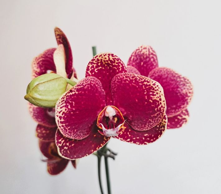 Sogo Rondini - Phalaenopsis 3