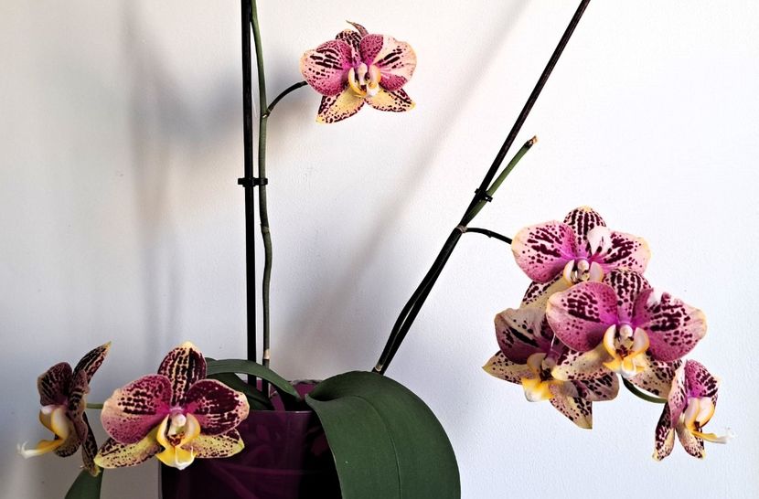 Pinif ( Flash) - Phalaenopsis 3
