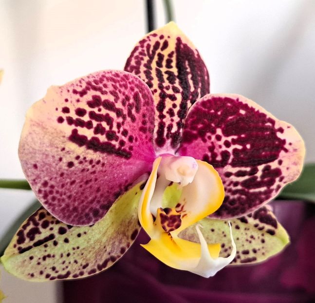  - Phalaenopsis 3