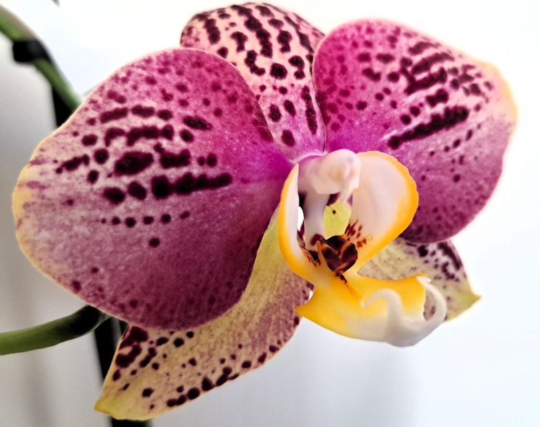  - Phalaenopsis 3