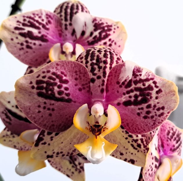  - Phalaenopsis 3