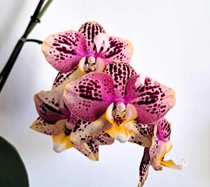  - Phalaenopsis 3