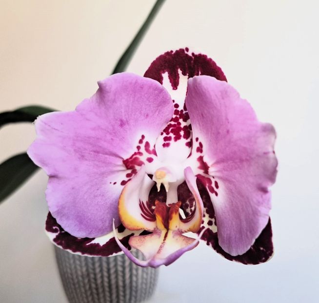 Fangmei Black Piano - Phalaenopsis 3