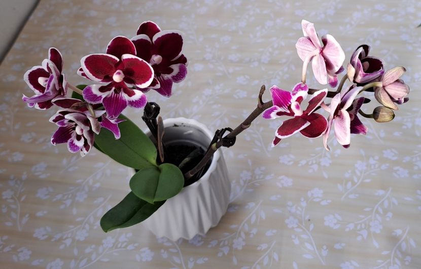Younghome Chocolate - Mini phalaenopsis