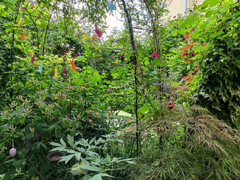  - Grădina 2024 continuare 2