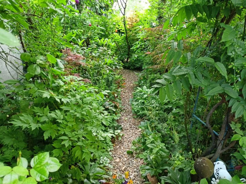  - Grădina 2024 continuare 2