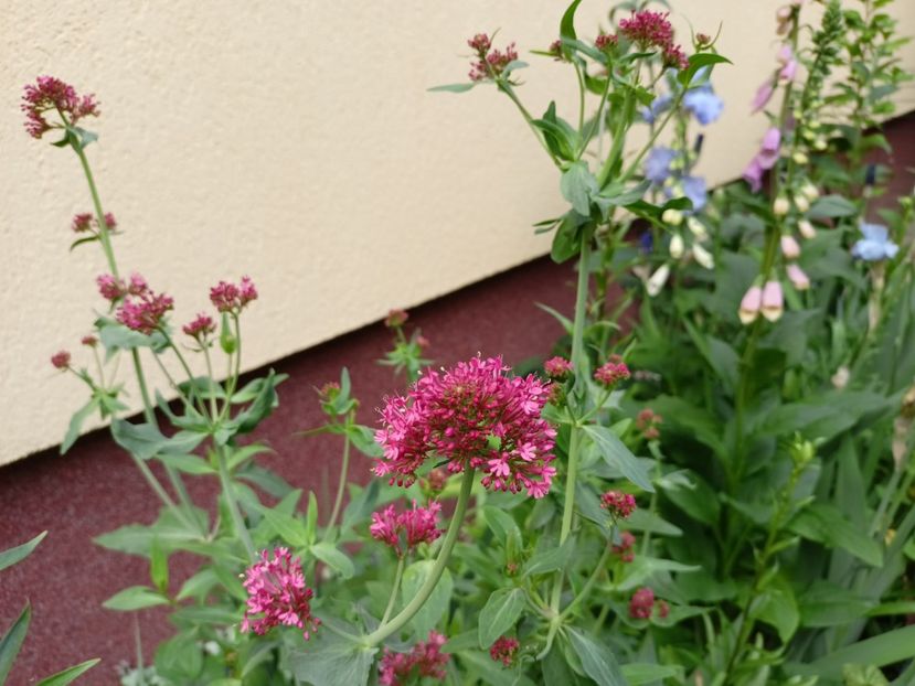  - Grădina 2024 continuare 2