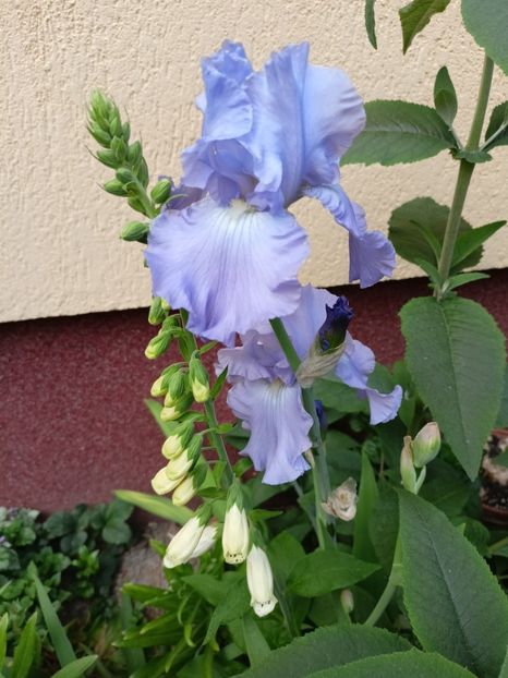  - Grădina 2024 continuare 2