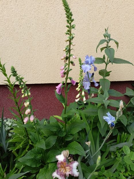  - Grădina 2024 continuare 2