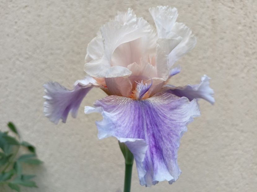 Announcement - Grădina 2024 continuare 2