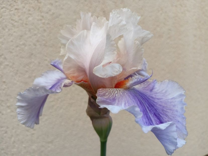  - Grădina 2024 continuare 2