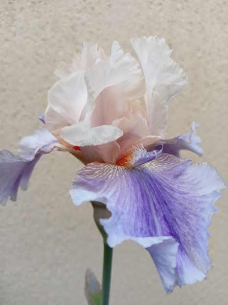  - Grădina 2024 continuare 2