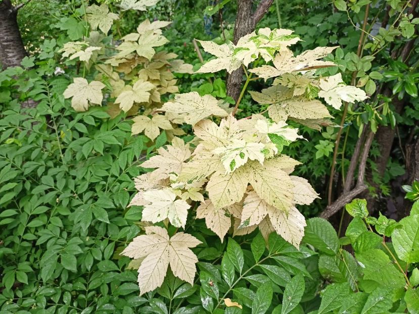  - Grădina 2024 continuare 2