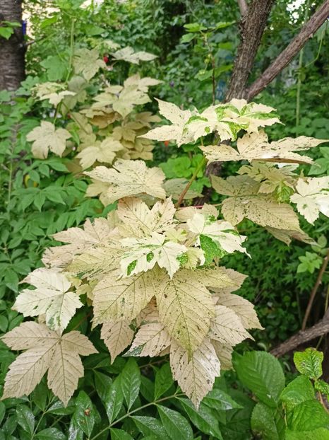  - Grădina 2024 continuare 2