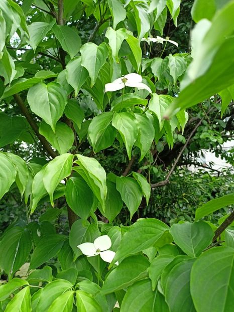  - Grădina 2024 continuare 2