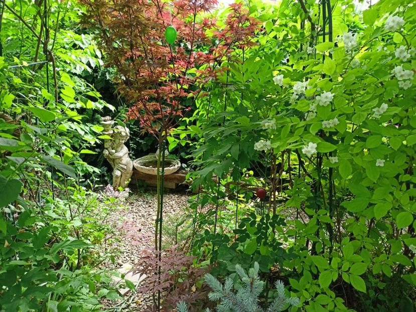  - Grădina 2024 continuare 2