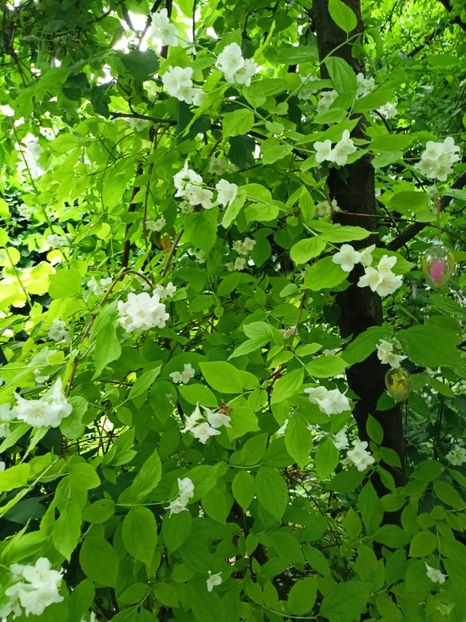 Philadelphus coronarius 'Aureus' - Grădina 2024 continuare 2