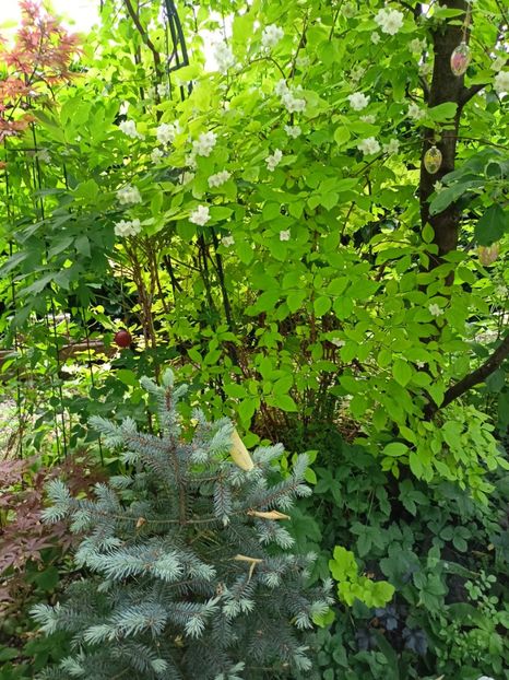  - Grădina 2024 continuare 2