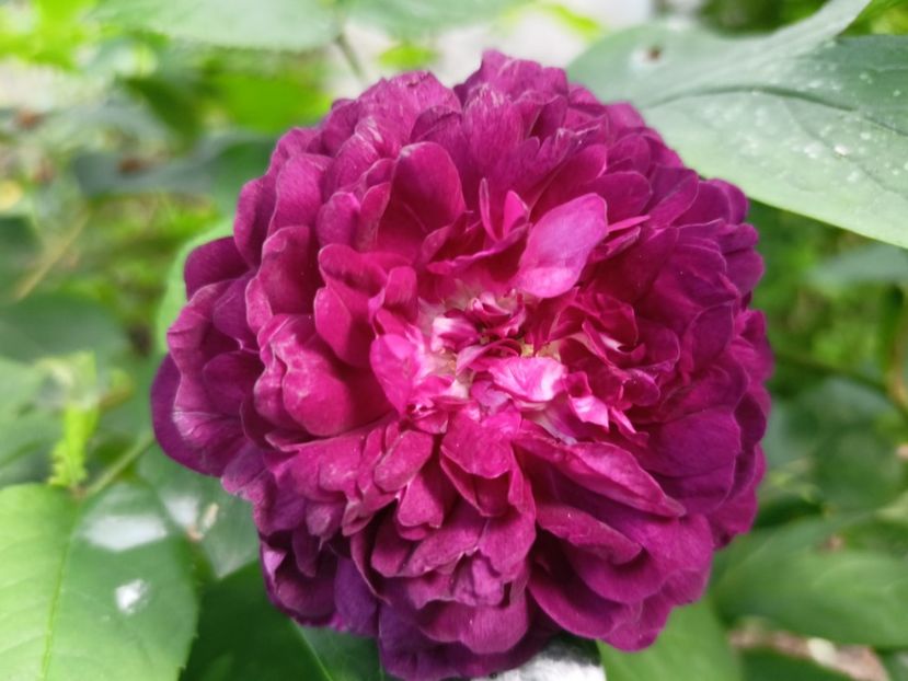 Cardinal de Richelieu - Grădina 2024 continuare 2