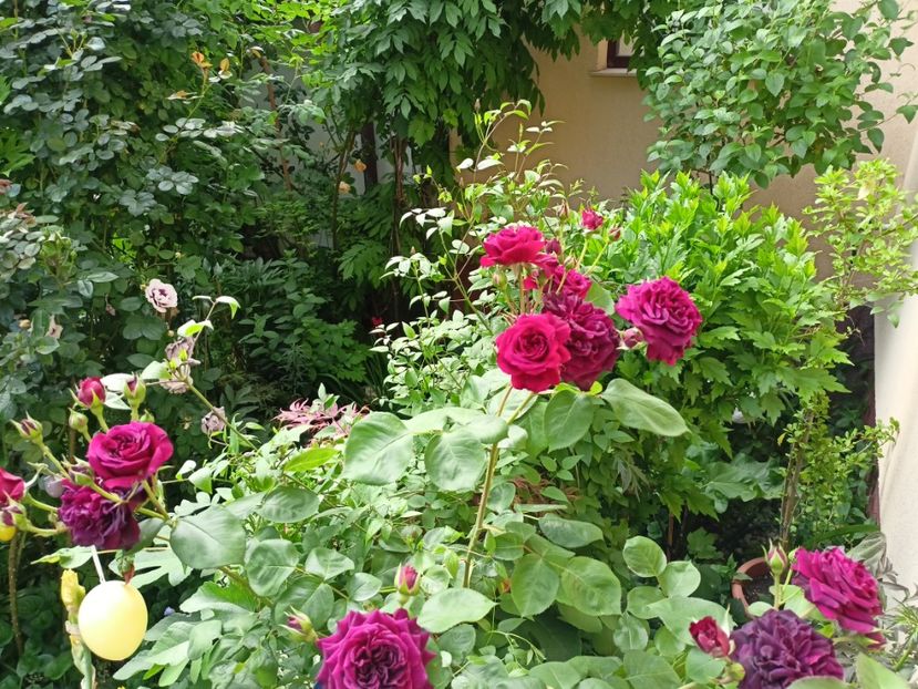 Tradescant - Grădina 2024 continuare 2