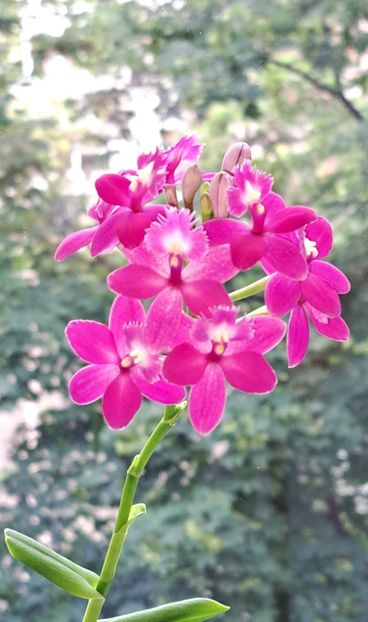  - Epidendrum
