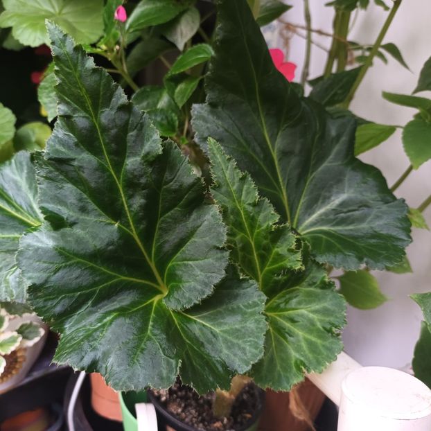 Singura begonie pe care am reusit sa o pastrez... - Linişte şi flori