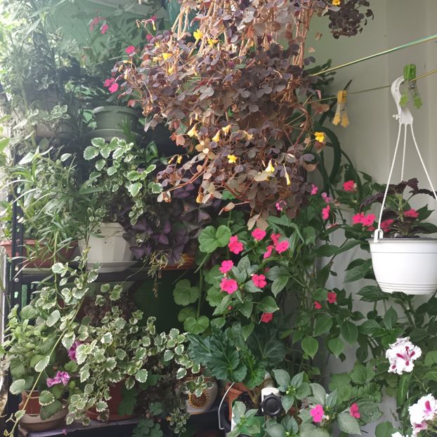 Coltisorul meu... - Linişte şi flori