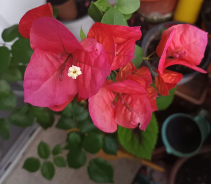 Natyyy, dulce ca inima ta! - Linişte şi flori